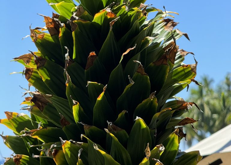 Pineapple Tree in Hawaii